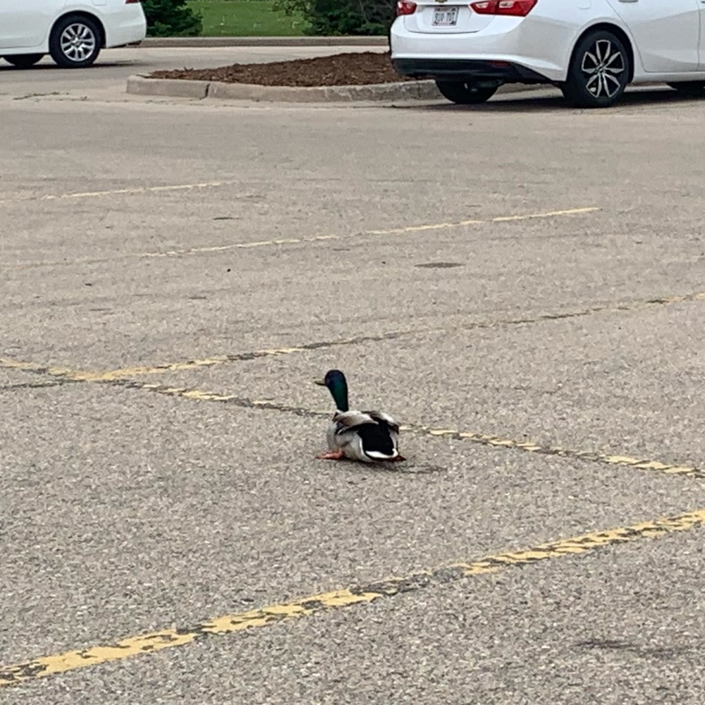 Meet your Posher, Breana